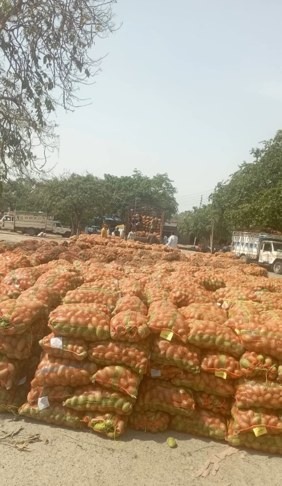 स्याना में आंधी का कहर: आम की फसल तबाह, मंडी में कच्चे आमों के लगे अंबार