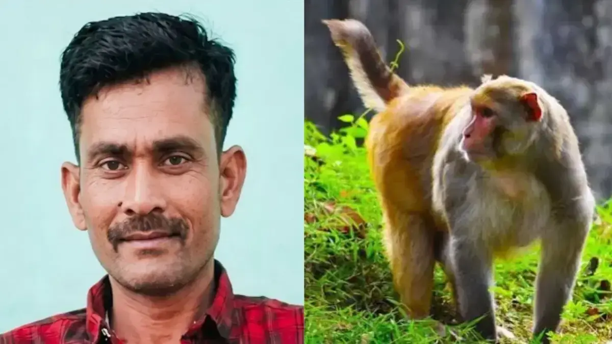 बरेली में बंदरों के हमले से 39 वर्षीय मजदूर की मौत, परिवार में शोक