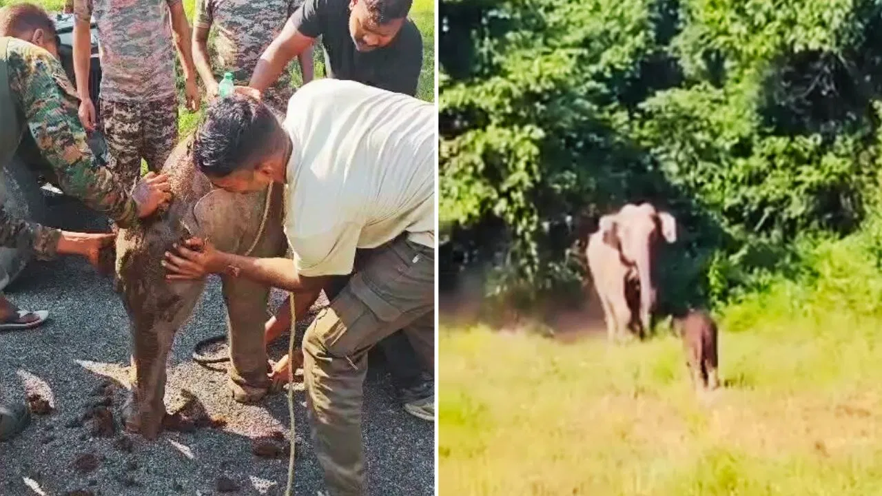 7 घंटे की कठिन रेस्क्यू के बाद बिछड़े हाथी के बच्चे और माँ का भावुक मिलन