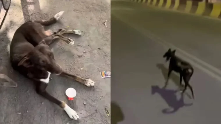 कानपुर में आवारा कुत्ते ने धावकों के साथ 38 किमी की दूरी तय की, वायरल वीडियो ने दिल जीत लिए