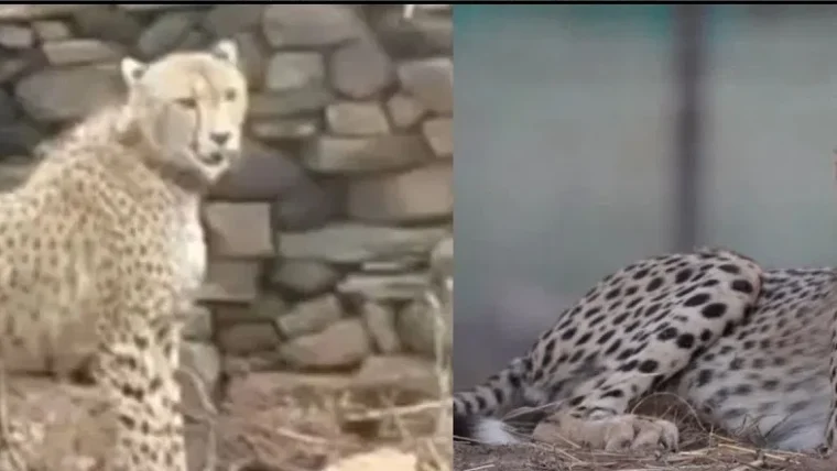 कूनो नेशनल पार्क के चीते की इलाज के दौरान मौत, शरीर में मिले छर्रे