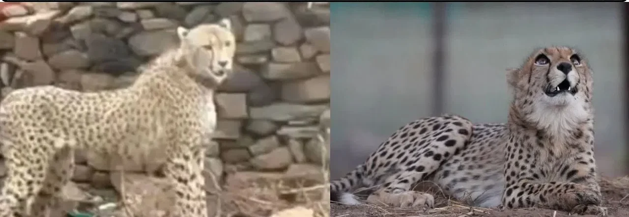 कूनो नेशनल पार्क के चीते की इलाज के दौरान मौत, शरीर में मिले छर्रे