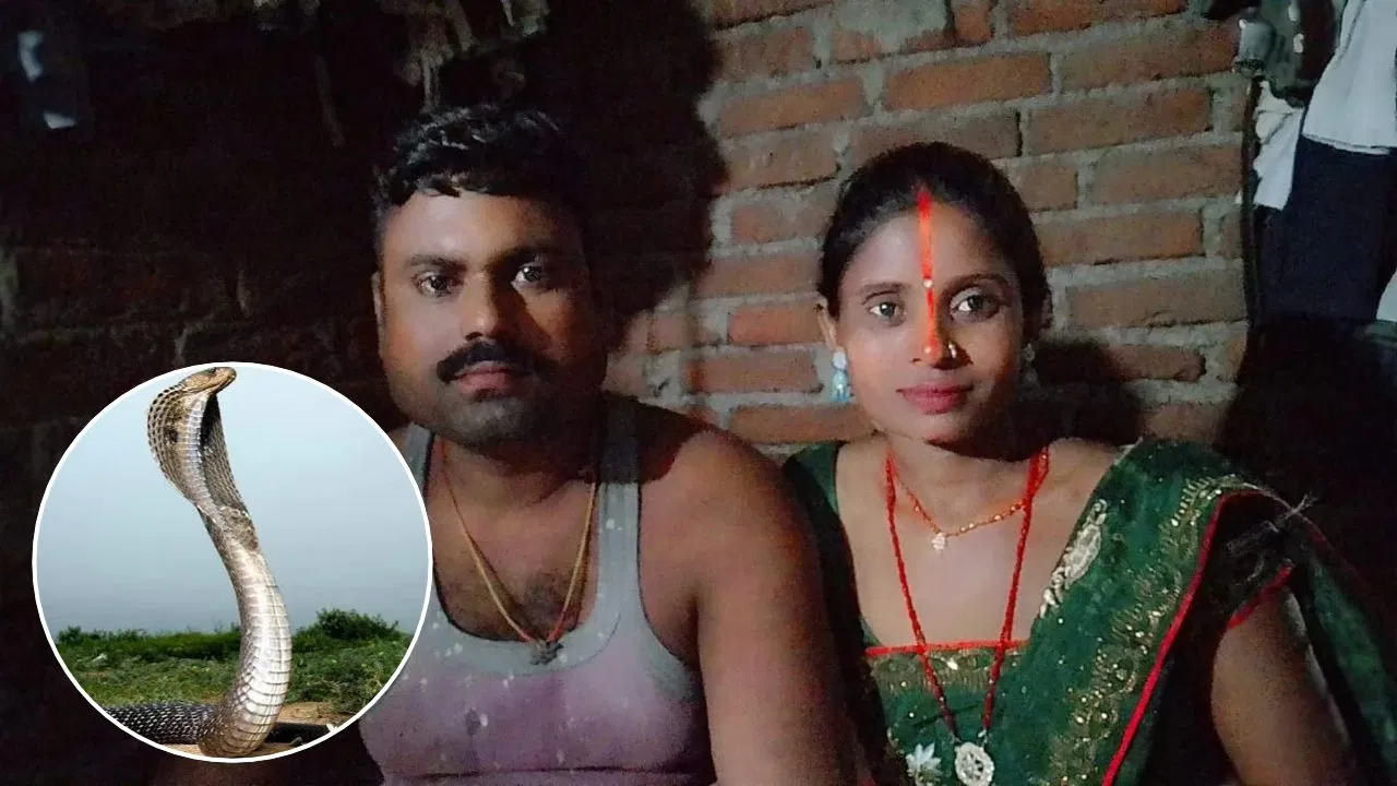 गया में रात के समय बिस्तर पर सांप ने डस दिया: पति की मौत, पत्नी गंभीर