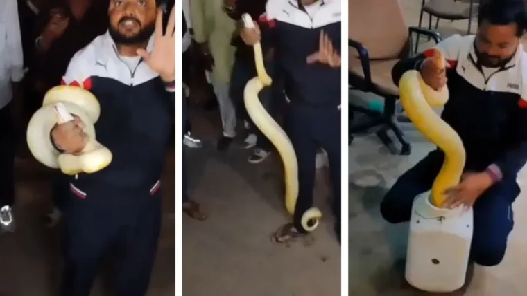 छतरपुर में 8 फीट लंबा सफेद अजगर दिखा, अल्बिनो होने की संभावना