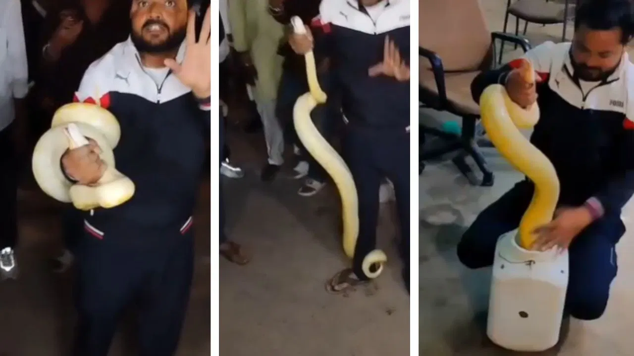 छतरपुर में 8 फीट लंबा सफेद अजगर दिखा, अल्बिनो होने की संभावना