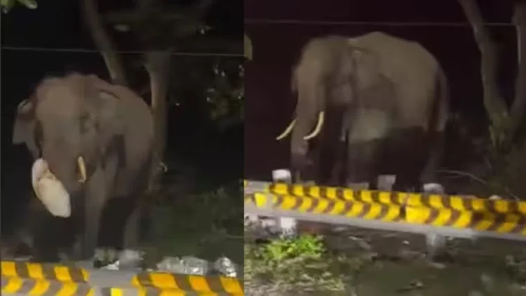 जंगल के किनारे कूड़े में भोजन तलाशता हाथी: मानव लापरवाही पर सवाल