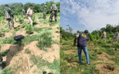 त्रिपुरा में गांजे की अवैध खेती पर सरकार का कड़ा कदम, 37,000 पौधे नष्ट