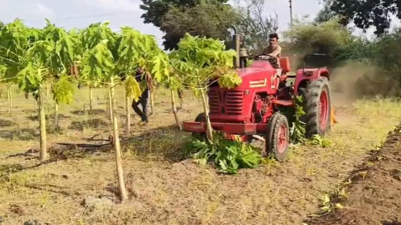 धुले में सूखे के कारण किसान ने पपीते की फसल नष्ट की, विधायक रोहित पवार ने मदद का आश्वासन दिया