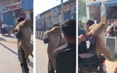 पलवल में 51,000 रुपये इनाम वाला बंदर पकड़ा, पीठ पर लादकर ले जाने का वीडियो वायरल