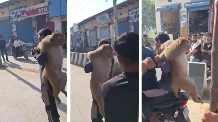 पलवल में 51,000 रुपये इनाम वाला बंदर पकड़ा, पीठ पर लादकर ले जाने का वीडियो वायरल