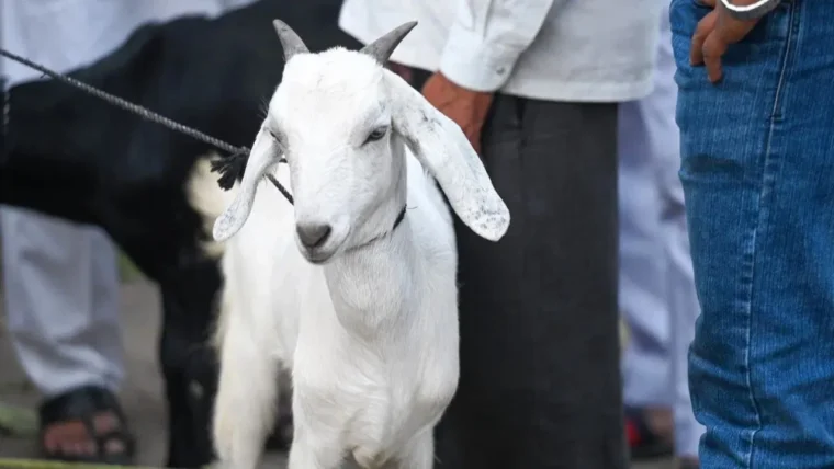 बकरी के विवाद में हुई हत्या: डोड्डाबल्लापुर में उम्रकैद की सजा