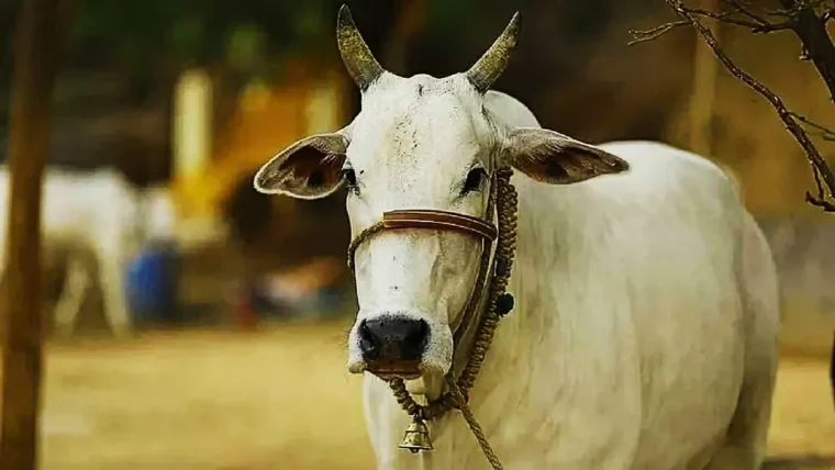 मध्य प्रदेश में गोपालकृष्ण ग्राम पुरस्कार योजना: 6 लीटर से अधिक दूध देने वाली गायों के पालकों को 1 लाख तक का ईनाम