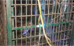मुरादाबाद में ‘ऑपरेशन लेपर्ड’: 24वां तेंदुआ पिंजरे में कैद, ड्रोन से निरंतर निगरानी