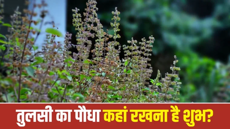 वास्तु शास्त्र के अनुसार तुलसी का पौधा रखने की सही दिशा और बचने योग्य स्थान