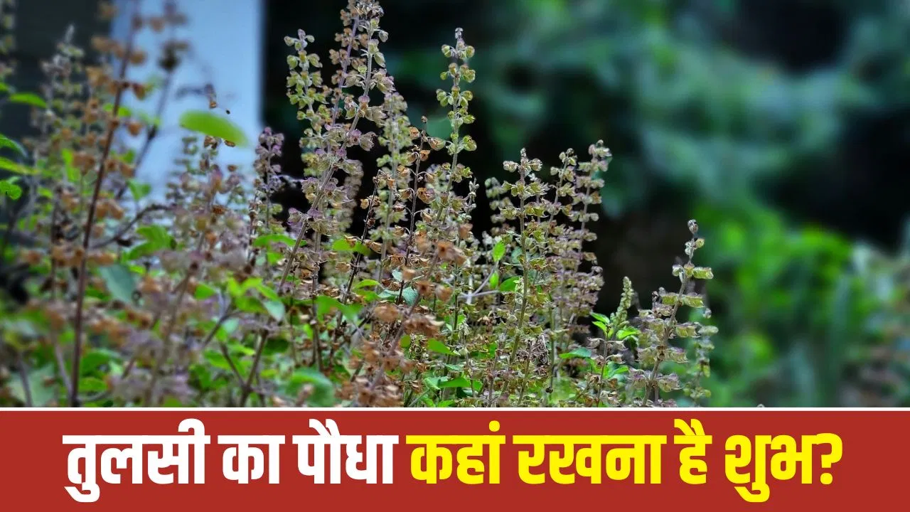 वास्तु शास्त्र के अनुसार तुलसी का पौधा रखने की सही दिशा और बचने योग्य स्थान