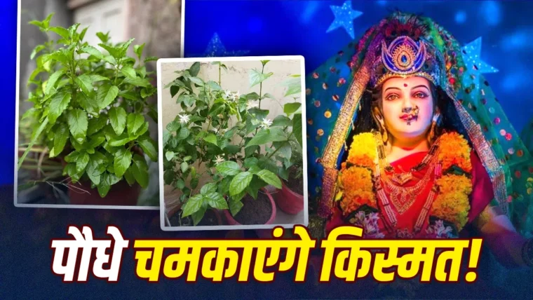 शारदीय नवरात्रि 2026: घर में लगाएँ ये पाँच शुभ पौधे, देवी की कृपा से आएँगे अच्छे दिन