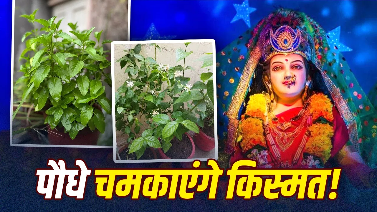 शारदीय नवरात्रि 2026: घर में लगाएँ ये पाँच शुभ पौधे, देवी की कृपा से आएँगे अच्छे दिन