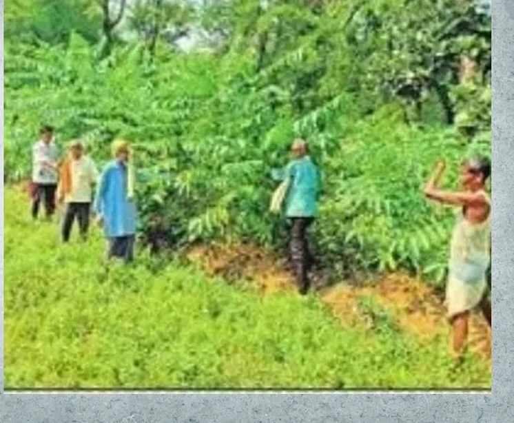 सोनभद्र के 38 गांवों ने बचाए 2070 हेक्टेयर जंगल, शिफ्ट में देते हैं पहरा