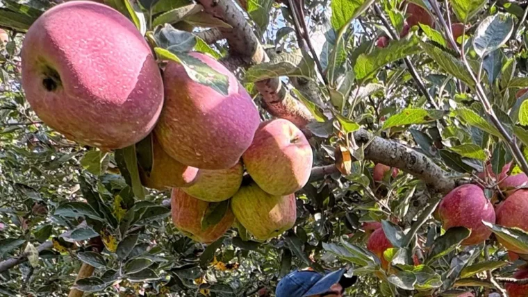 हिमाचल के सेब बागानों में 48% फसल में गिरावट: कारण और सरकारी उपाय